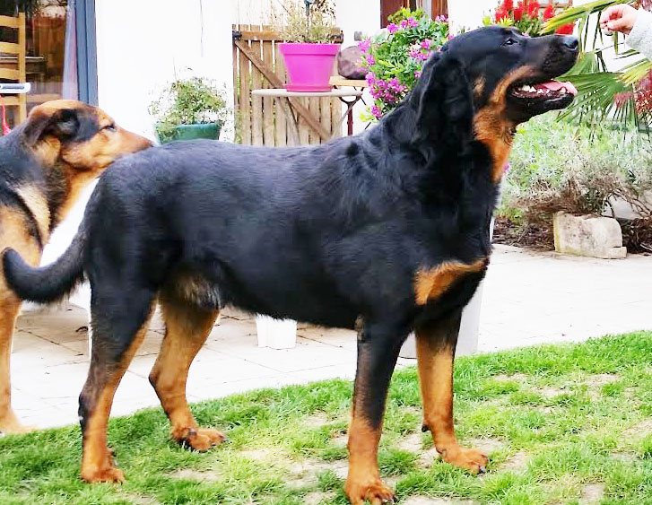 domainedelalicorne.fr photo chien beauceron photo chiot beauceron Elevage de beauceron chiot beauceron pure race élevage du clos de la licorne elevage des gardiens de la licorne elevage beauceron noir et feu authentique gros gabarits élevage de Beauceron familial sérieux et qualité domainedelalicorne.fr suivi des chiots conseil d’éducation chiot propre bas rouge santé caractère spécialiste du beauceron noir et feu ou arlequin chien rustique berger de France  nos chiots sont élevés avec amour et attention notre passion au service de la qualité Beauceron de qualité et sportif domaine de la licorne 04380 BARRAS élevage en liberté éleveur berger de beauce élevage de beauceron de travail 06 11 20 51 93 site domainedelalicorne.fr mail domainedelalicorne@gmail.com